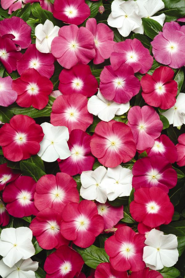 Vinca catharanthus roseus 'Pacifica Halo Mix Xp'