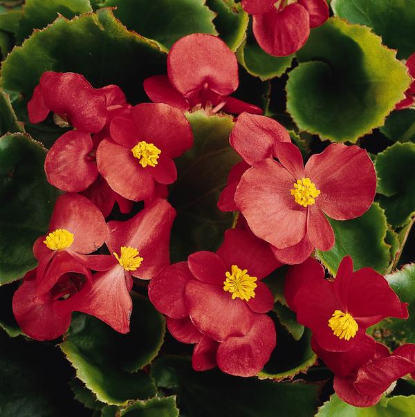 Begonia semperflorens cultorum 'Prelude Plus Scarlet'