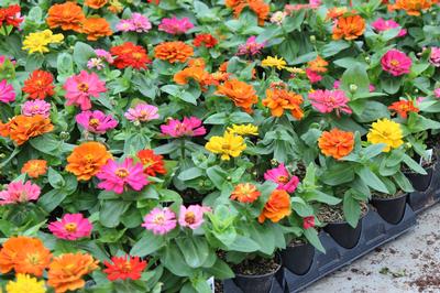 Zinnia elegans 'Short Stuff Mix'