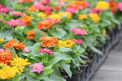 Zinnia elegans 'Short Stuff Mix'