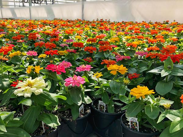 Zinnia elegans 'Short Stuff Mix'