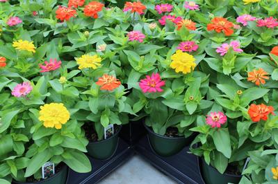 Zinnia elegans 'Short Stuff Mix'