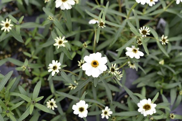 Zinnia angustifolia 'Star White'