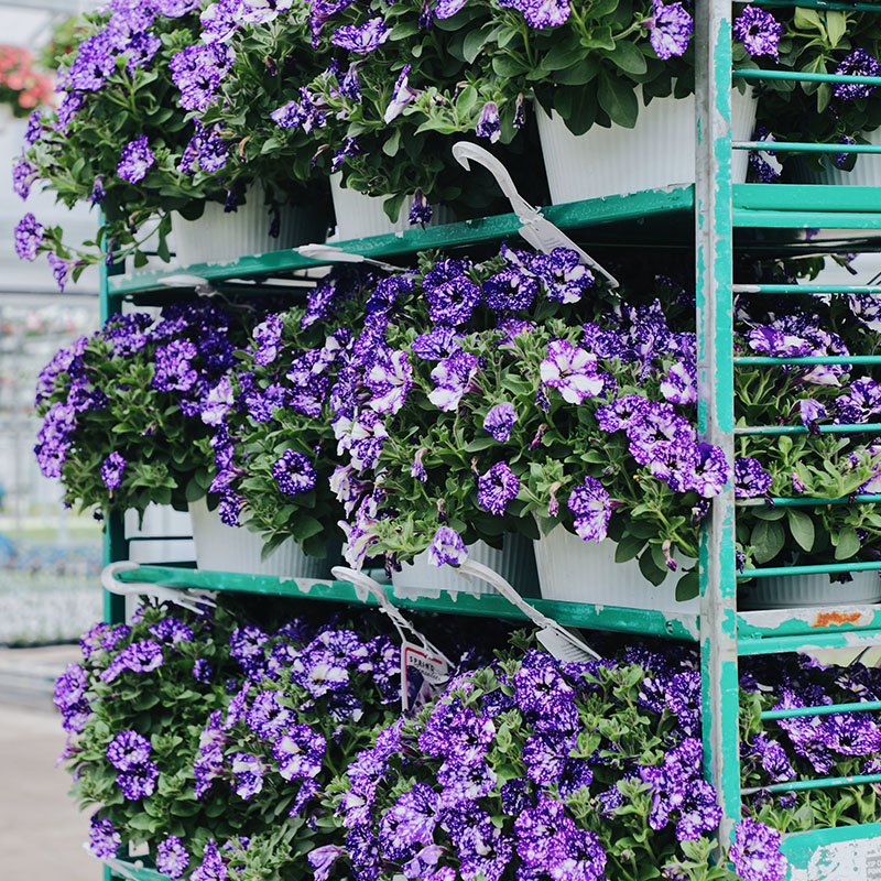 Photo Gallery 1 - Hanging Baskets