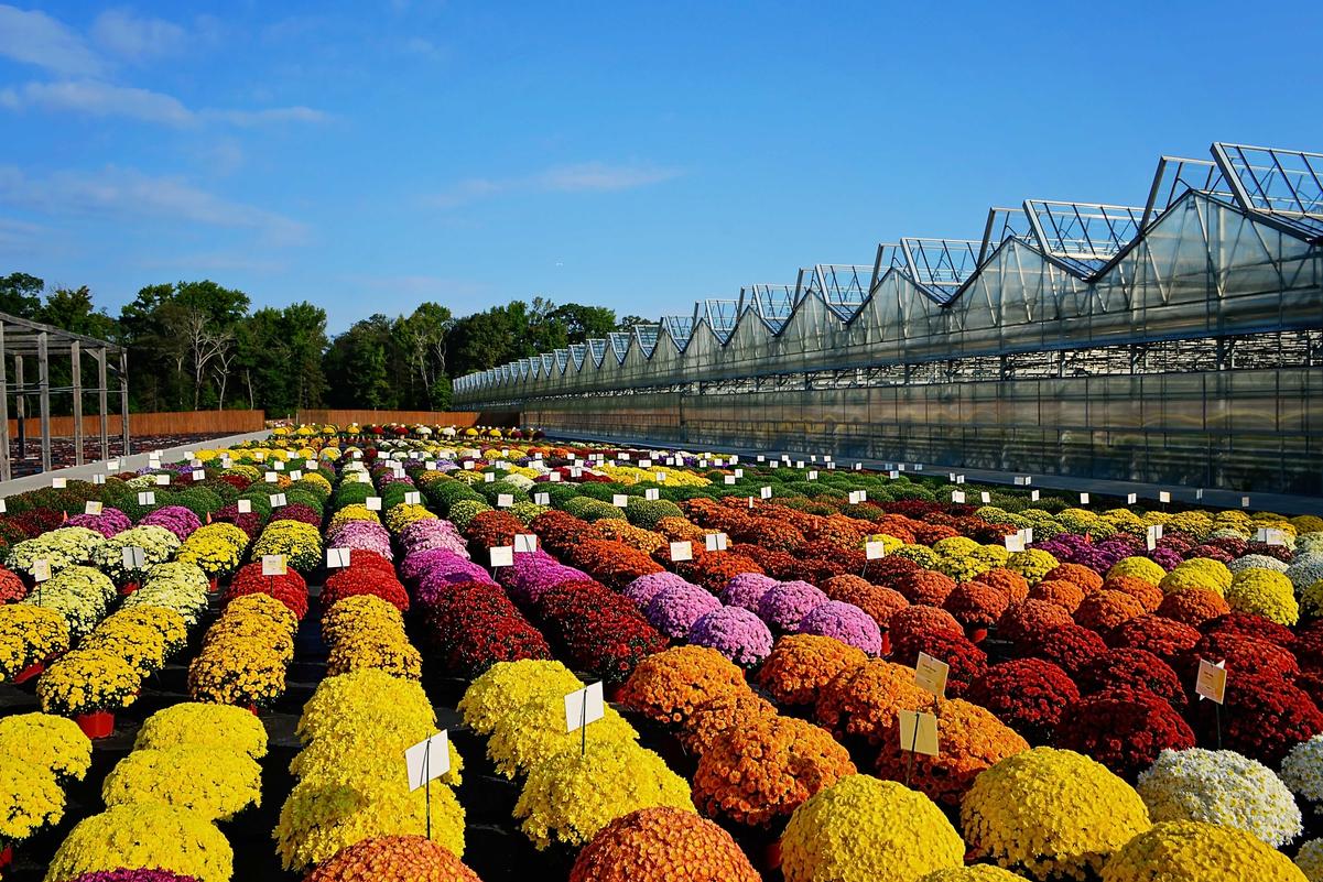 Trial - Fall Mum Trials