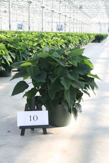 #10 Pre-Finish Poinsettia #10 Pre-Finish Poinsettia