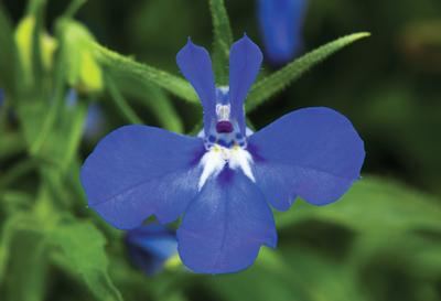 Lobelia erinus 'Techno Heat Dark Blue'