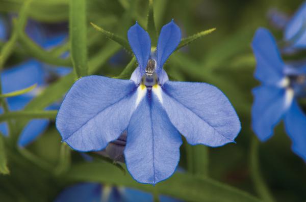 Lobelia erinus 'Techno Heat Electric Blue'