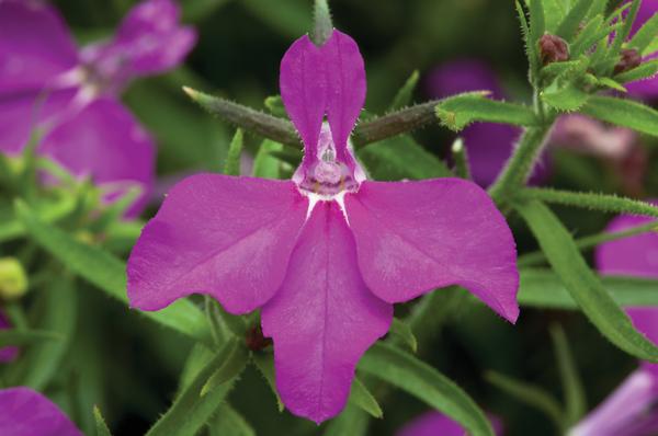 Lobelia erinus 'Techno Heat Violet'