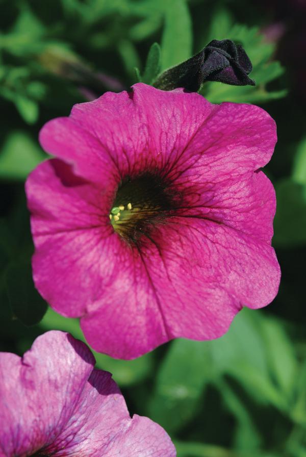 Petchoa hybrida 'SuperCal Purple'