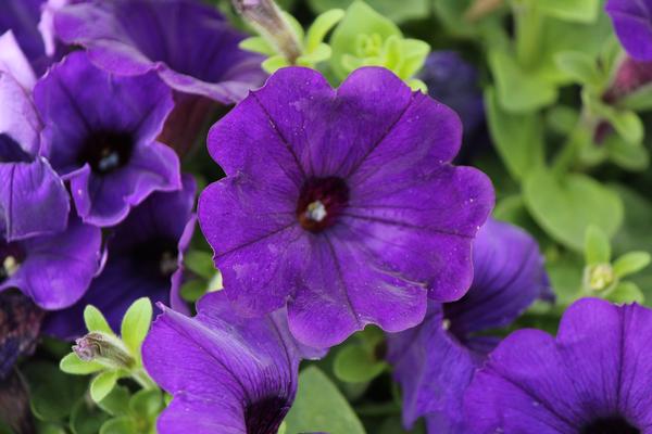 Petunia hybrida
