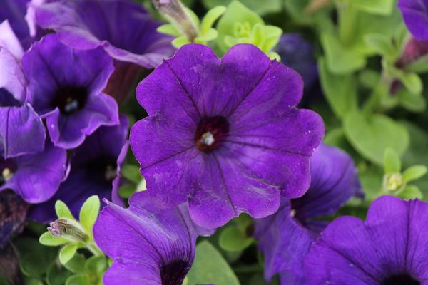 Petunia hybrida 'Sanguna Blue'