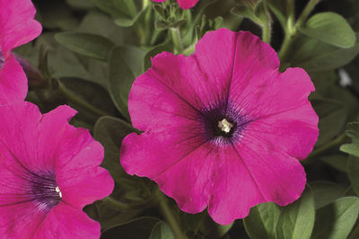 Petunia hybrida 'Sanguna Lipstick'