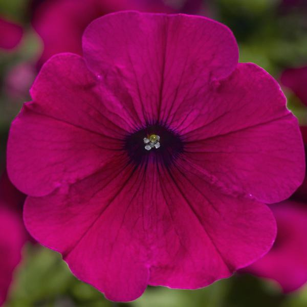 Petunia hybrida 'Sanguna Purple Imp'