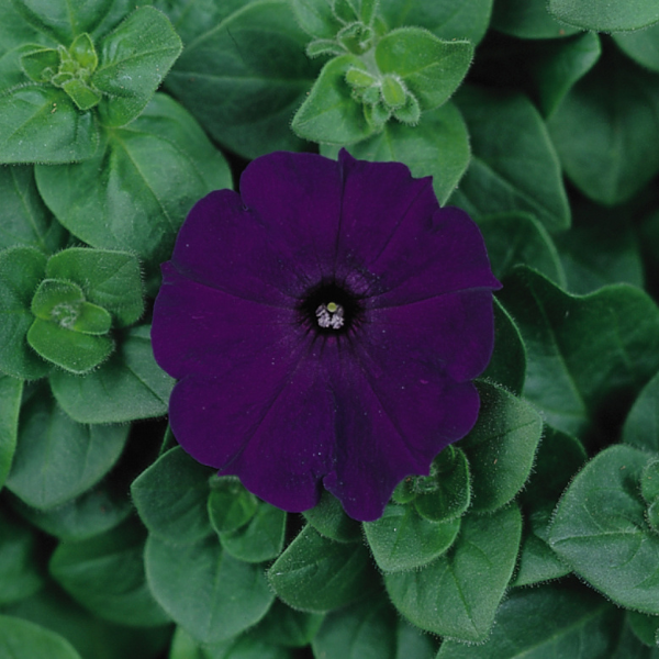 Petunia hybrida 'Madness Midnight'