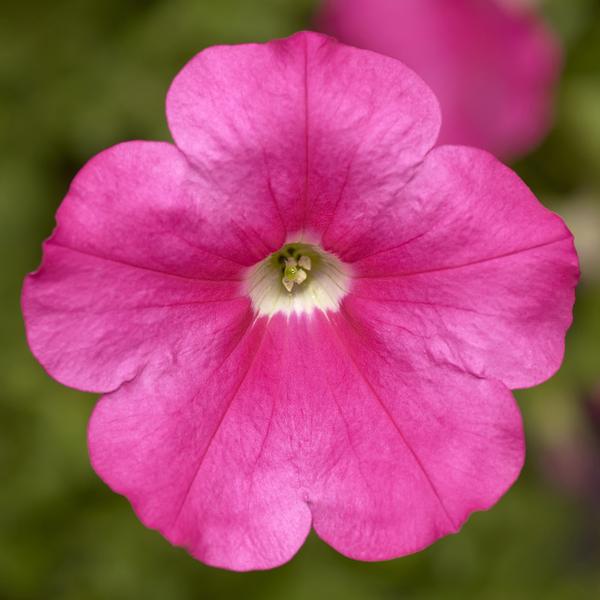 Petunia hybrida 'Sanguna Rose'