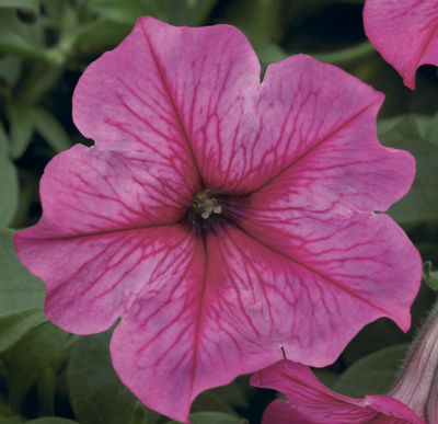 Petunia hybrida 'Sanguna Rose Vein Imp'