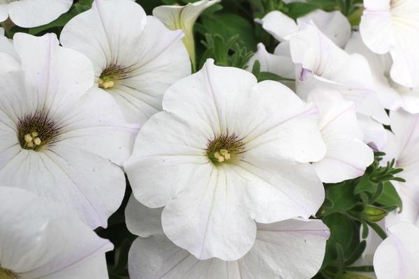 Petunia hybrida 'Sanguna White Imp'