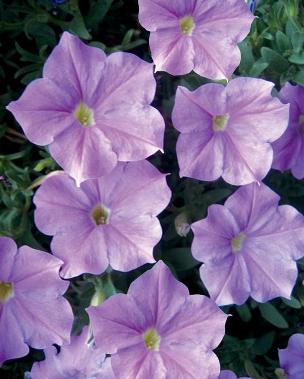 Petunia hybrida