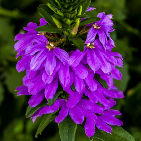 Scaevola aemula 'Bombay Dark Blue Imp'