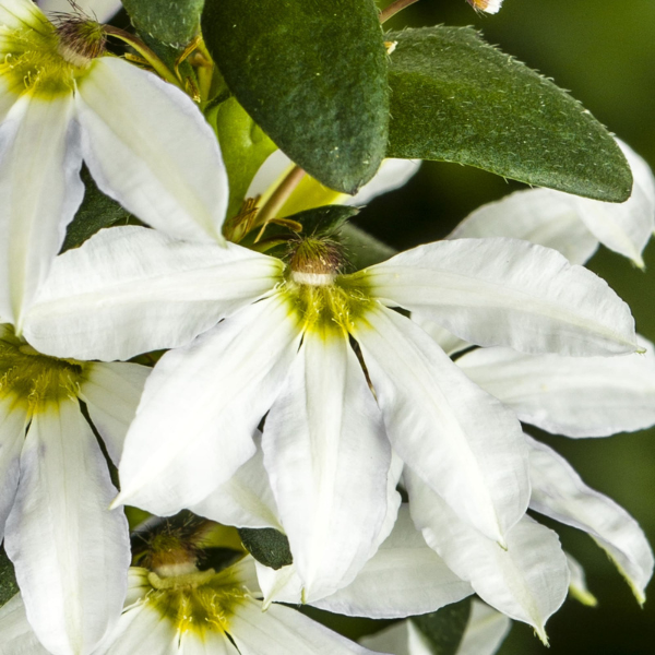 Scaevola aemula 'Bombay White Imp'