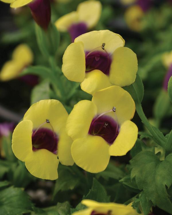 Torenia hybrida 'Catalina Gilded Grape'