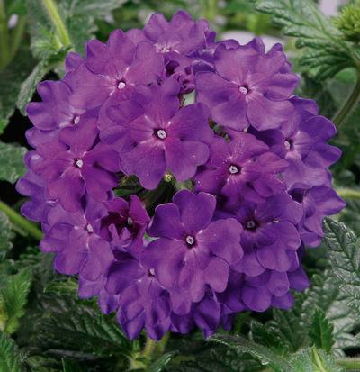 Verbena hybrida