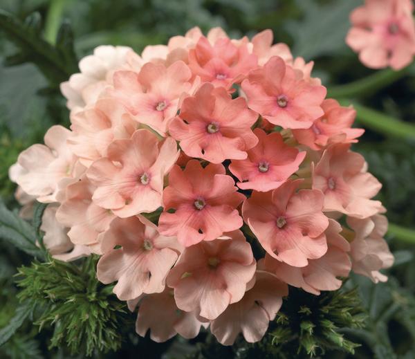 Verbena hybrida 'Magalena Peach'