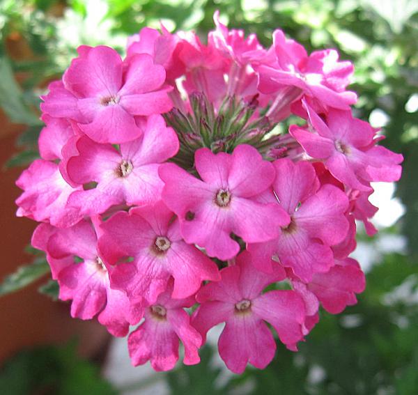 Verbena hybrida 'Magalena Plum Frost'