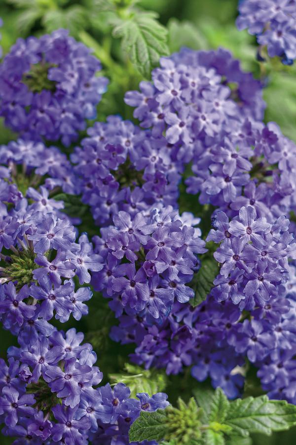 Verbena hybrida 'Superbena Royale Chambray'