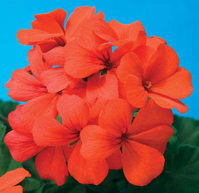 Geranium Interspecific pelargonium interspecific 'Caliente Orange'