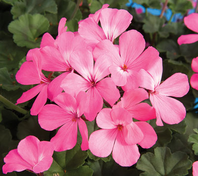 Geranium Interspecific pelargonium interspecific 'Caliente Pink'