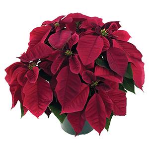 Poinsettia euphorbia pulcherrima 'Cortez Burgundy'