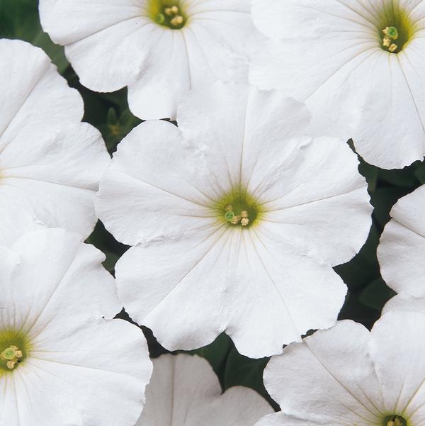Petunia hybrida 'Madness White'