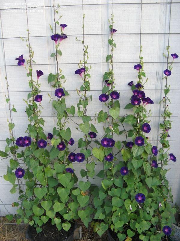 Morning Glory ipomoea nil 'Star of Yelta'