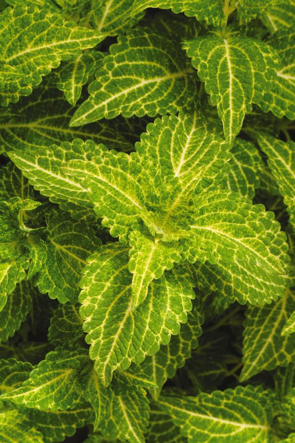 Coleus scutellarioides 'Electric Lime'