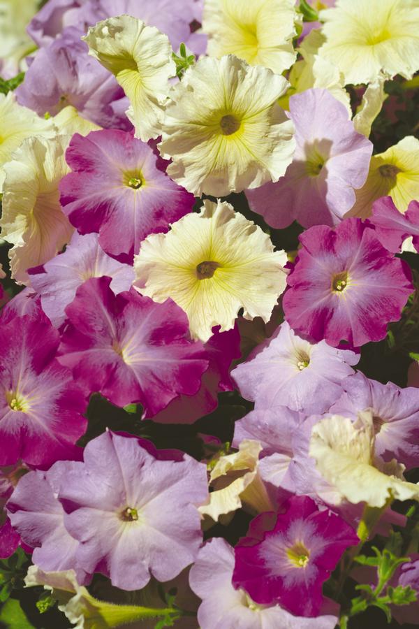 Petunia hybrida
