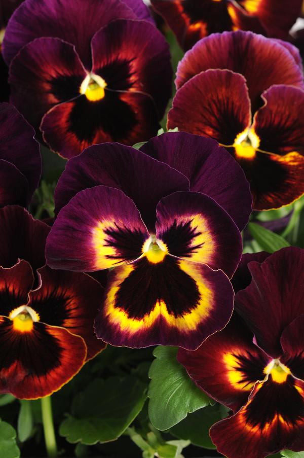 Pansy viola x wittrockiana 'Spring Matrix Sangria'