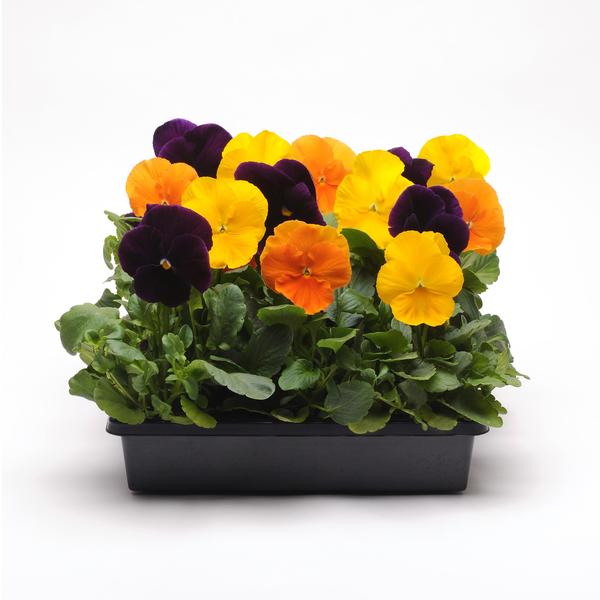 Pansy viola x wittrockiana