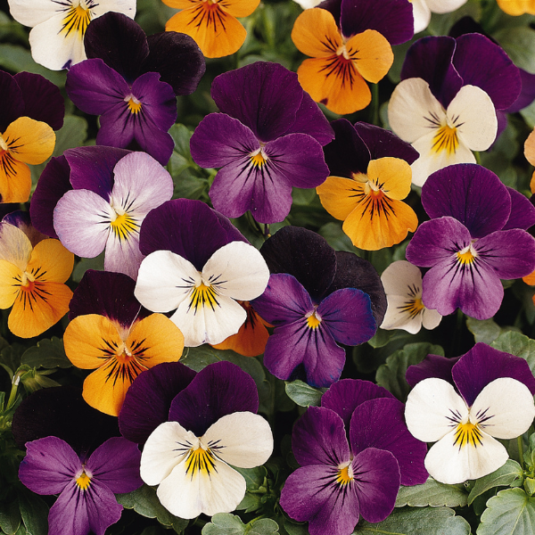 Viola cornuta 'Sorbet Jump Up Mix'