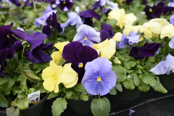 Pansy viola x wittrockiana 'Spring Matrix Tricolor Mix'
