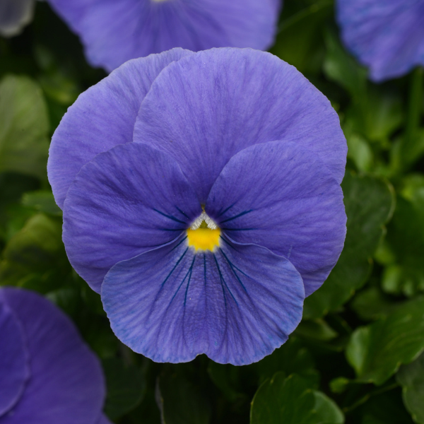 Pansy viola x wittrockiana 'Matrix True Blue'