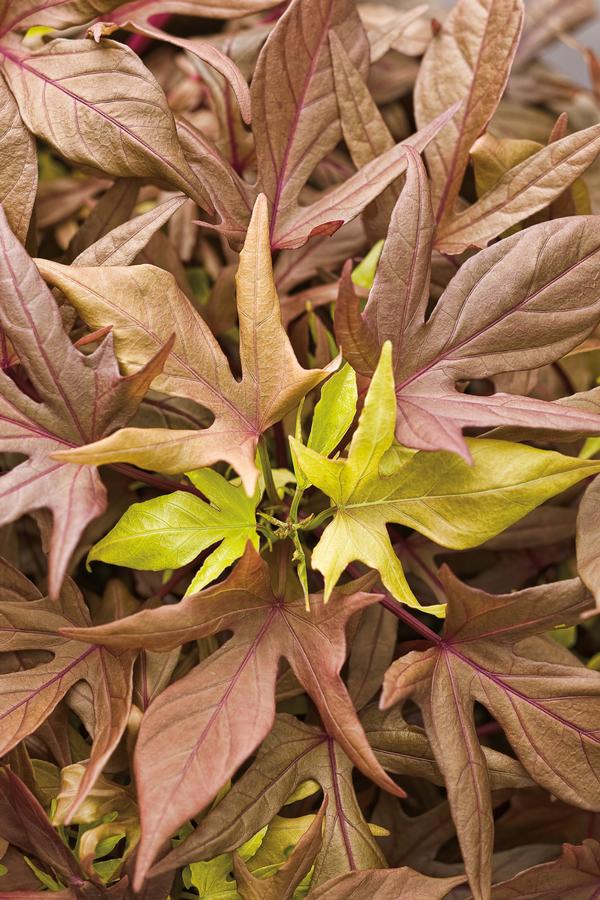 Ipomoea batatas 'Illusion Garnet Lace'