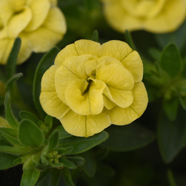 Calibrachoa hybrida 'Minifamous Neo Double Lemon'