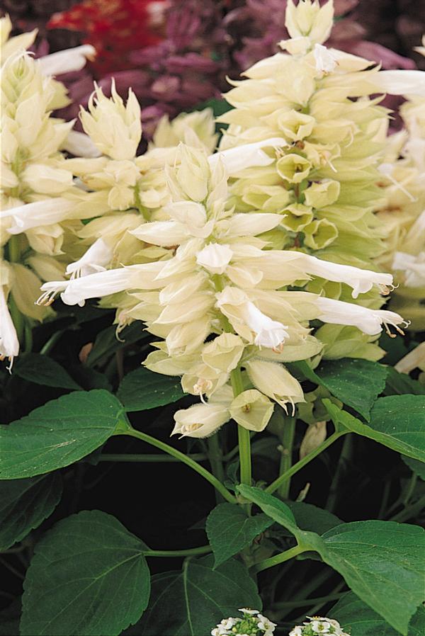 Salvia splendens 'Vista White'