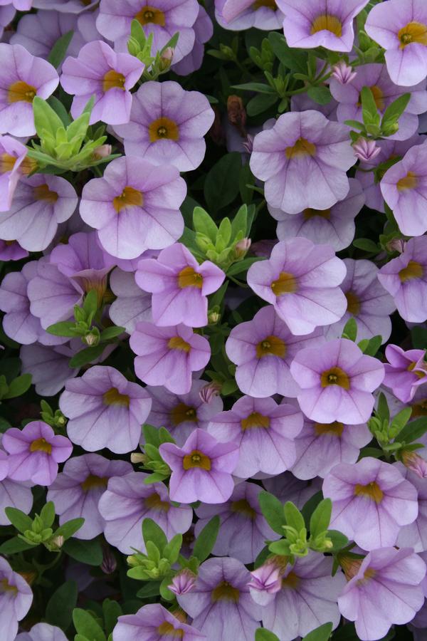 Calibrachoa hybrida 'Superbells Miss Lilac'