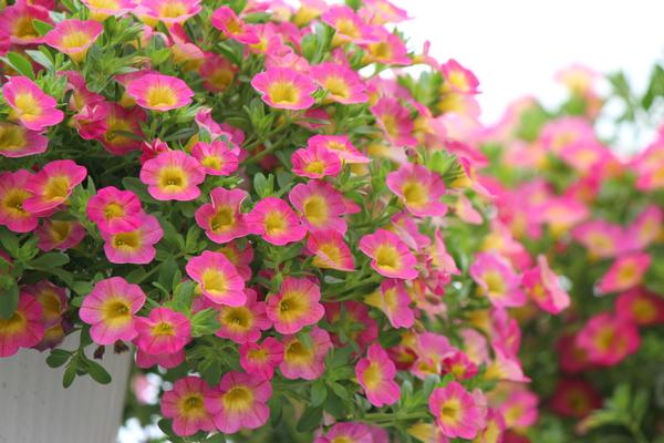 Calibrachoa hybrida