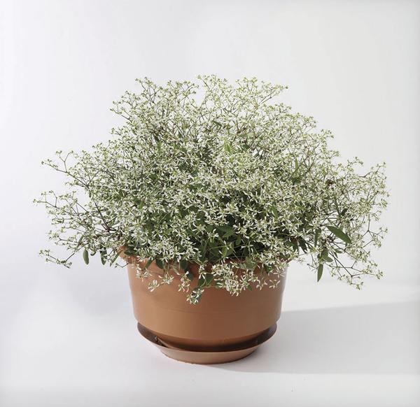 Euphorbia hypericifolia 'Euphoric White Imp'