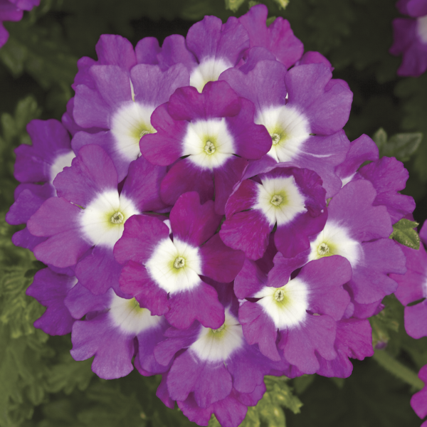 Verbena hybrida 'Lanai Upright Blue with Eye'