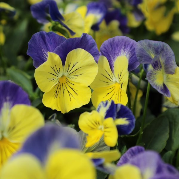 Pansy viola x wittrockiana 'Matrix Morpheus'